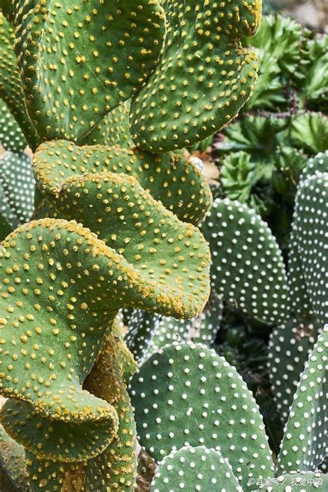 養仙人掌的好處|養仙人掌的好處：讓生活多一份綠意與健康 – 植物盆栽綠寶典